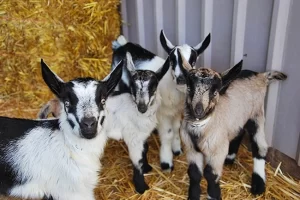 goat kids