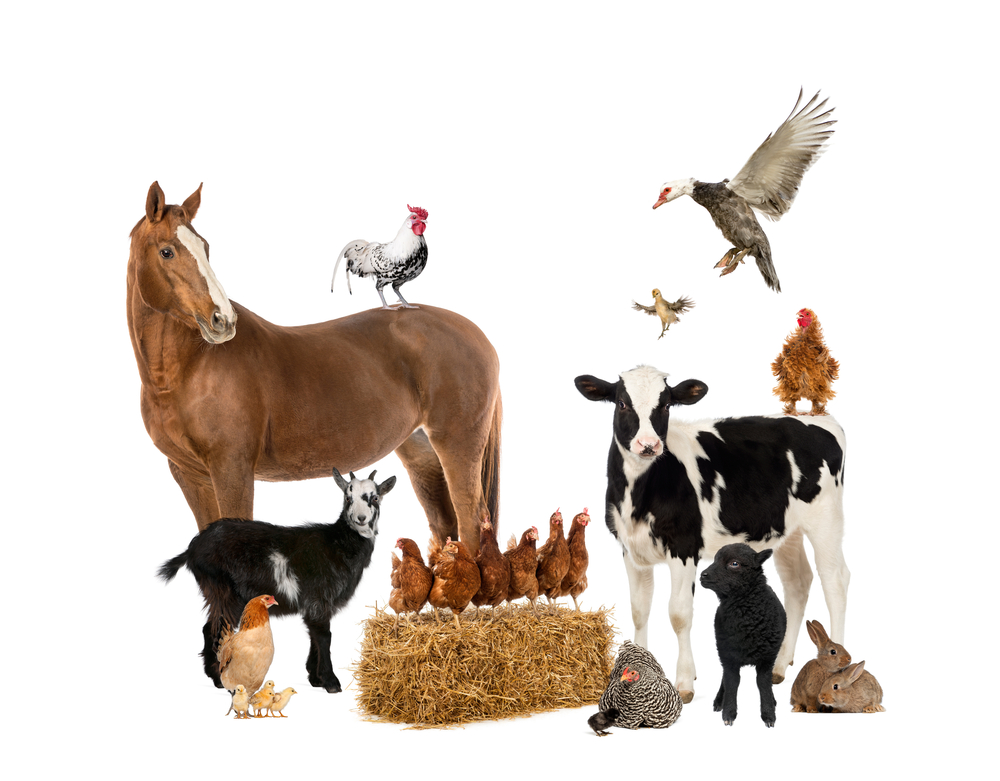 livestock_farming-consultancy